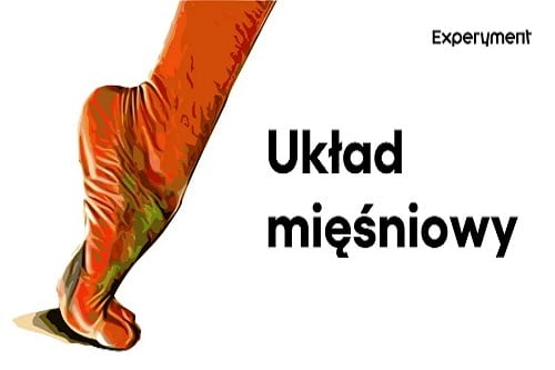 Grafika przedstawiająca odcinek z serii "ZDALNY EXPERYMENT" pt. "Układ mięśniowy"