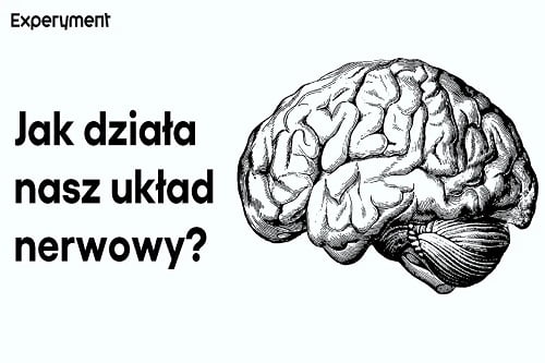 Grafika przedstawiająca odcinek z serii "ZDALNY EXPERYMENT" pt. "Układ nerwowy"