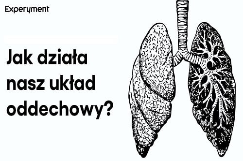 Grafika przedstawiająca odcinek z serii "ZDALNY EXPERYMENT" pt. "Układ oddechowy"