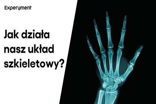 Grafika przedstawiająca odcinek z serii "ZDALNY EXPERYMENT" pt. "Układ szieletowy"
