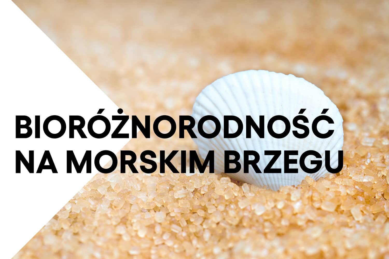 zdjęcie muszelki na piasku. napis "bioróżnorodność na morskim brzegu"