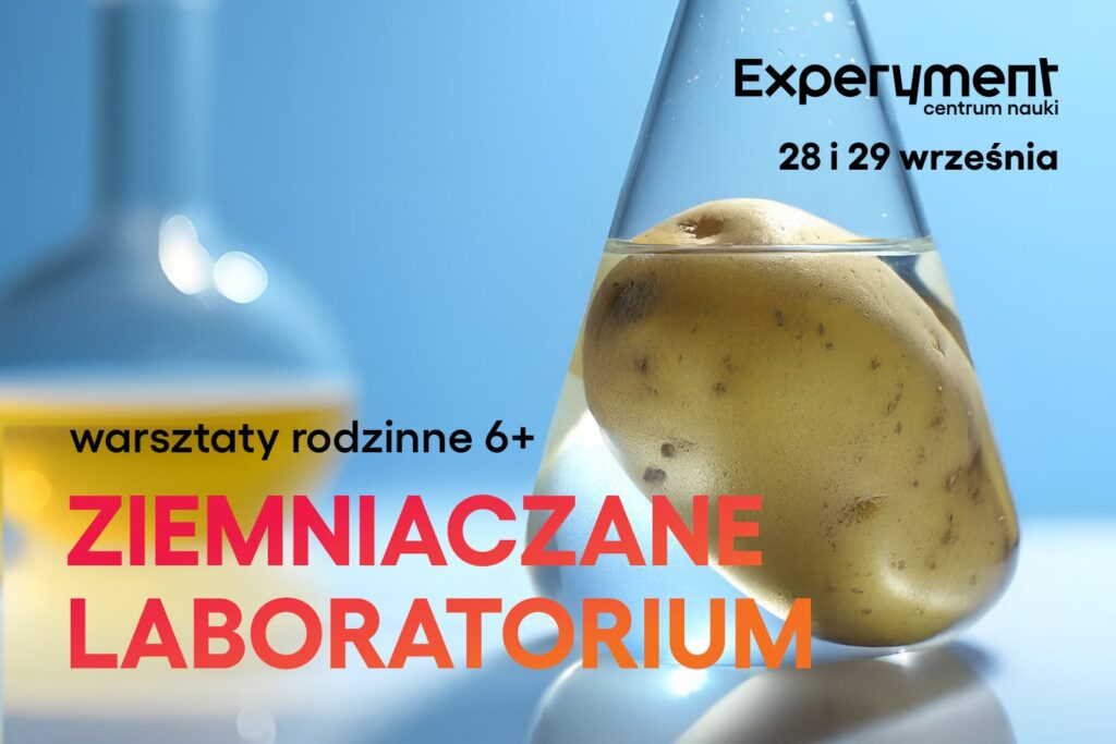 Warsztaty rodzinne "ziemniaczane laboratorium" - zdjęcie ziemniaka w szkle laboratoryjnym