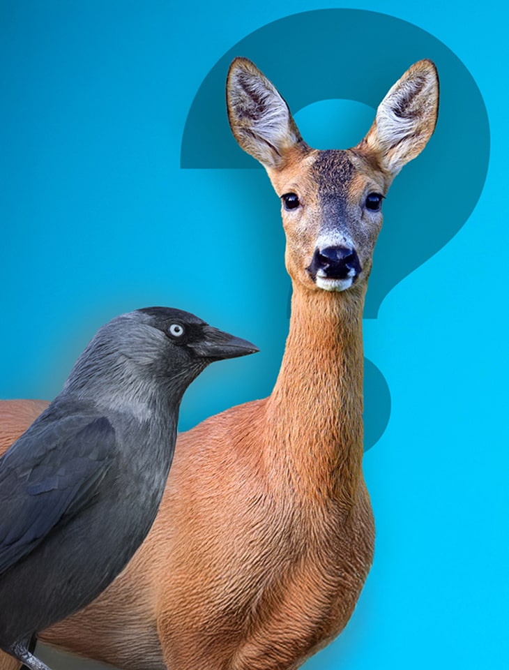 Grafika promująca wydarzenie pod tytułem Science Cafe. Nieznane fakty z życia zwierząt z 8 grudnia 2024. Prelegentem wydarzenia będzie ornitolog Adam Zbyryt.