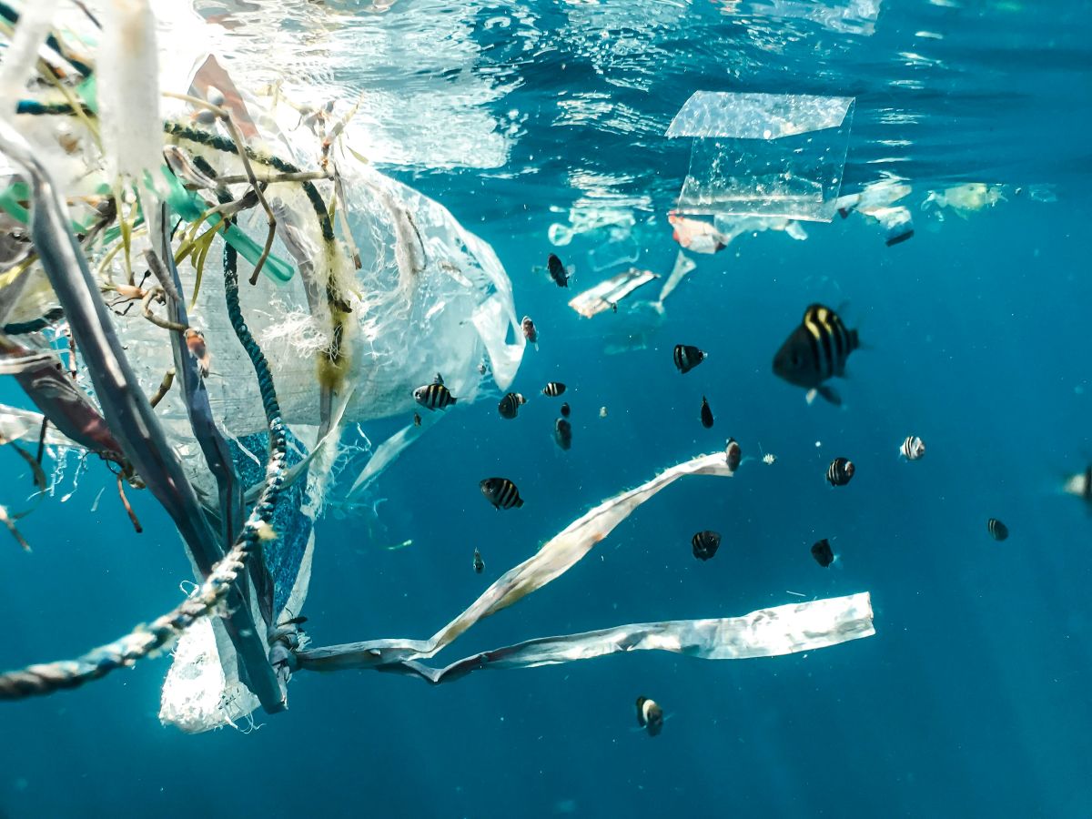 Experyment na pikniku naukowym Ocean Zmian Zdjęcie robione pod wodą. Znajdują się na nim stworzenia wodne, głównie ryby, oraz plastik