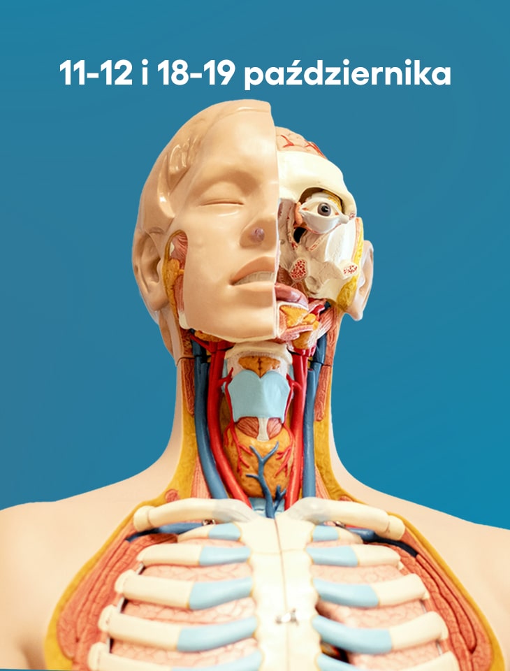 model anatomiczny człowieka i napis "11-12 i 18-19 października"