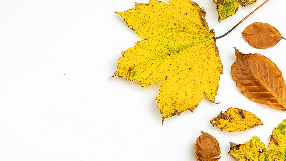 Jak Experyment działa w listopadzie? jesiennie liście