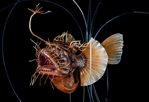 Ryba głębinowa o brązowym ciele z długimi, cienkimi wyrostkami i szeroko otwartą paszczą z ostrymi zębami na czarnym tle.