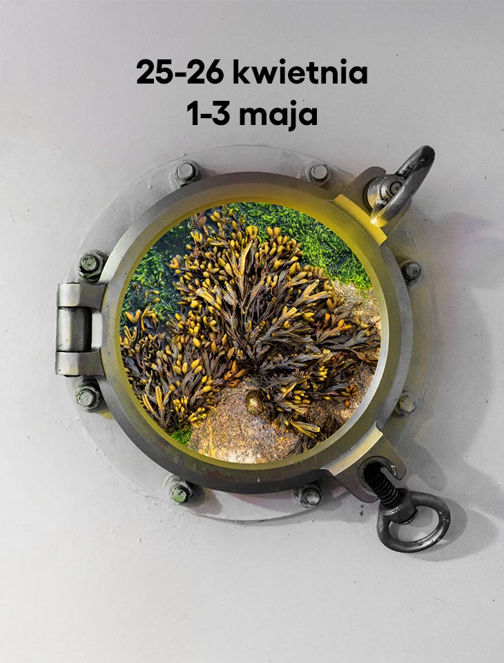 25-26 kwietnia, 1-3 maja. okno z batyskafu w którym widać morszczyn pęcherzykowaty