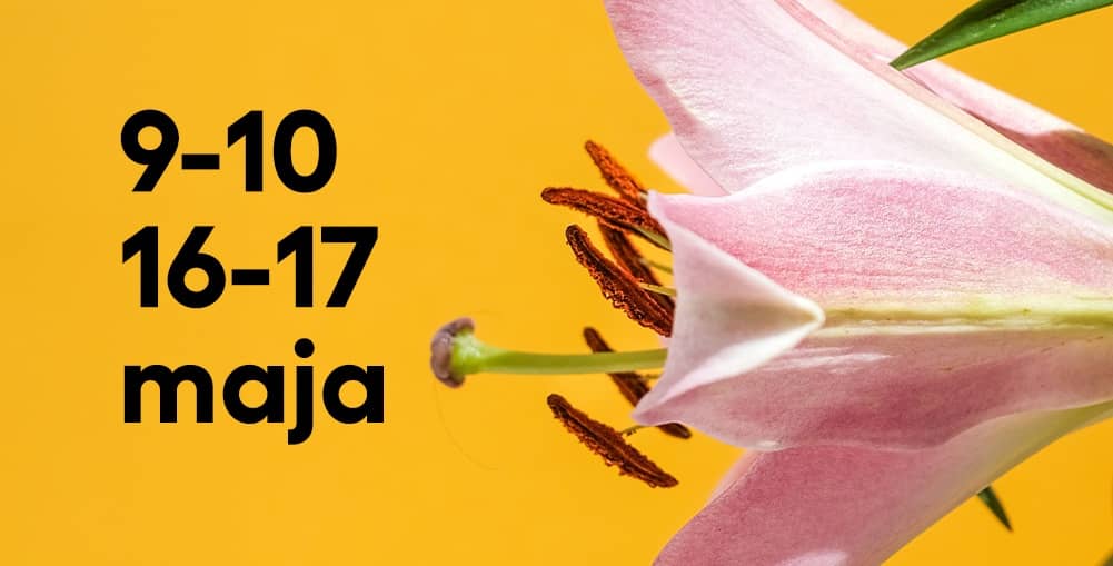 Różowy kwiat lilii na żółtym tle. Po lewej czarny napis: ‘9–10, 16–17 maja