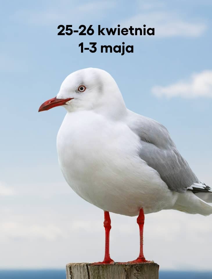 Biała mewa z czerwonym dziobem i nogami stoi na drewnianym słupku na tle błękitnego nieba i morza. U góry czarny napis: ‘25–26 kwietnia, 1–3 maja’