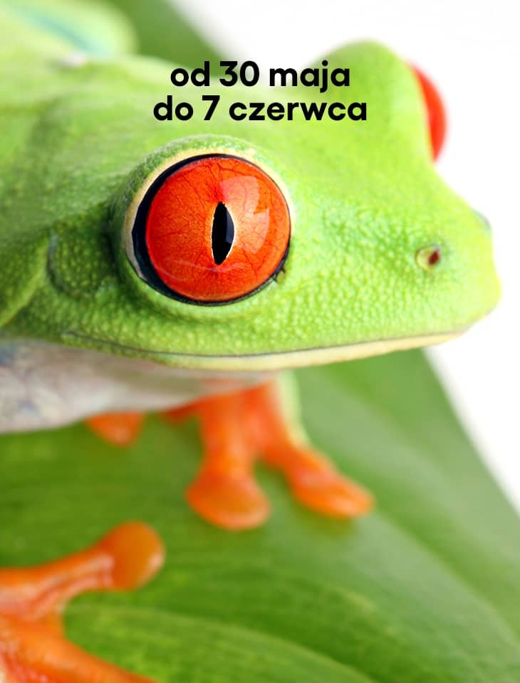 Zielona żaba siedząca na liściu, z charakterystycznymi czerwonymi oczami i pomarańczowymi łapkami. U góry grafiki widnieje napis: „od 30 maja do 7 czerwca”.