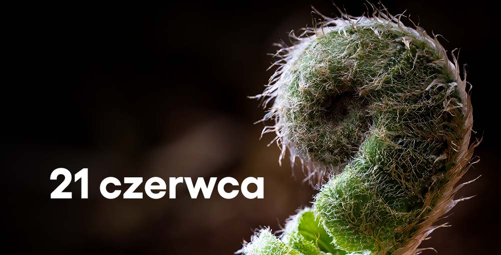 zdjęcie otwierającej się paprotki