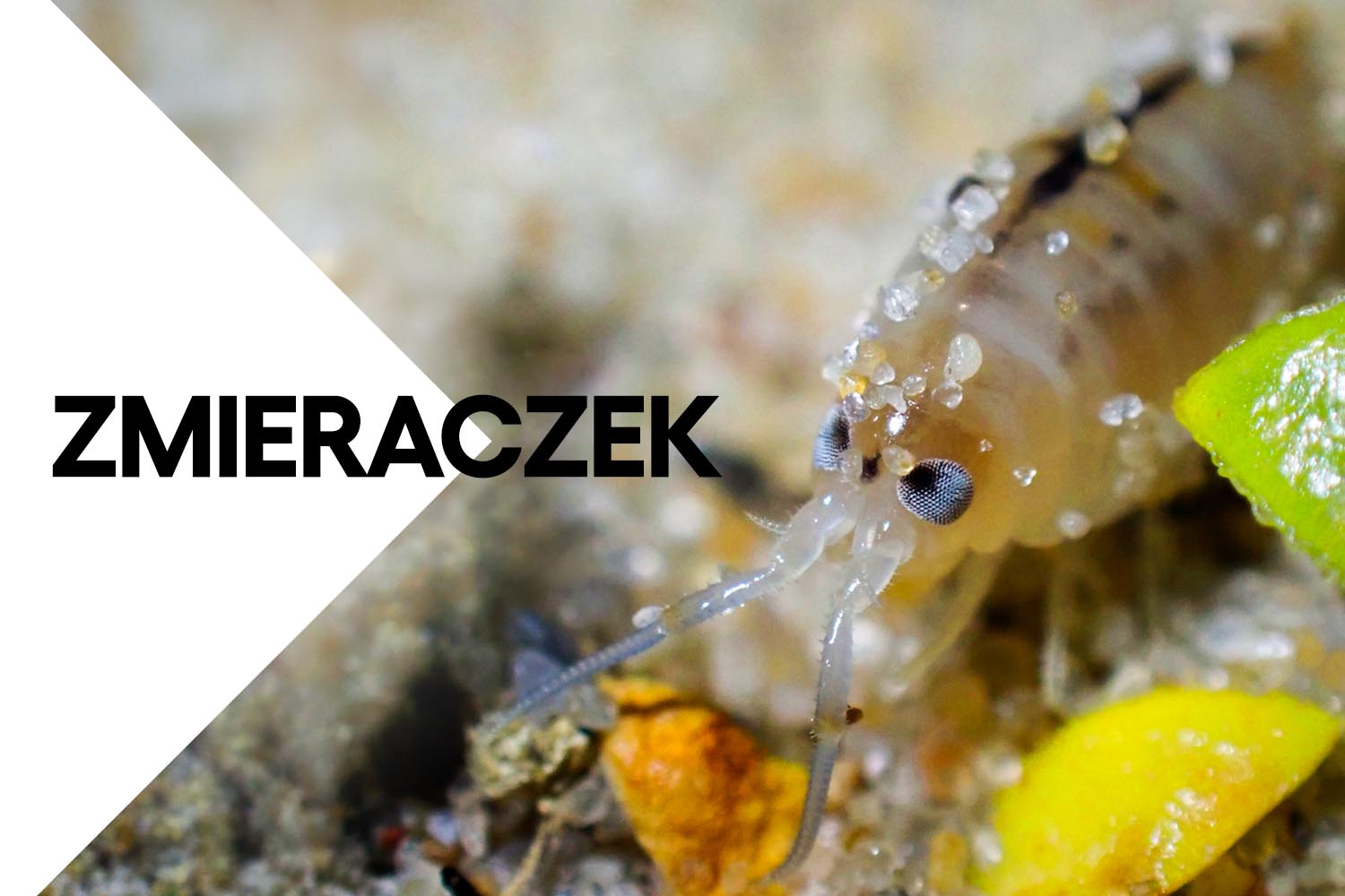 fotografia skorupiaka zmieraczka